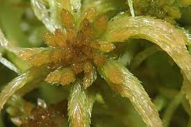 Attēlu rezultāti vaicājumam “Sphagnum angustifolium”