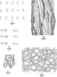 Attēlu rezultāti vaicājumam “Skeletocutis stellae”