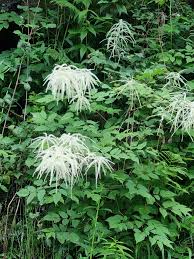 Image result for Aruncus dioicus
