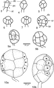 Attēlu rezultāti vaicājumam “Blasia pusilla sporophyte”