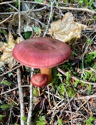 Attēlu rezultāti vaicājumam “Cortinarius sanguineus”