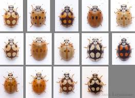 Attēlu rezultāti vaicājumam “Adalia decempunctata”