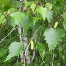 Attēlu rezultāti vaicājumam “Betula papyrifera leaf”