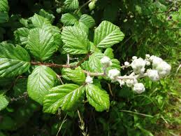Attēlu rezultāti vaicājumam “Rubus plicatus”