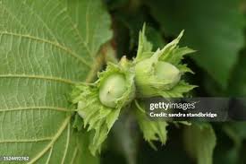 Attēlu rezultāti vaicājumam “Corylus avellana fruit”