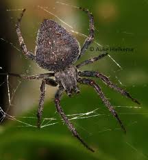 Attēlu rezultāti vaicājumam “Araneidae”