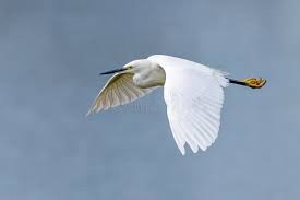 Image result for Egretta garzetta