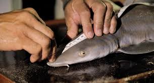 Image result for Paragaleus pectoralis