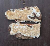 Attēlu rezultāti vaicājumam “Antrodia mellita”