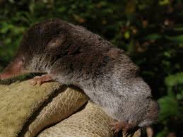 Attēlu rezultāti vaicājumam “Sorex araneus”