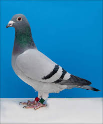 Image result for Abbeyton & Broomfield Racing Pigeons