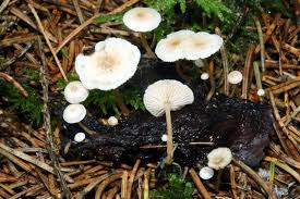 Attēlu rezultāti vaicājumam “Collybia cirrhata”