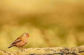 Image result for Bucanetes githagineus