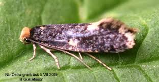 Attēlu rezultāti vaicājumam “Monopis weaverella”