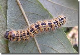 Attēlu rezultāti vaicājumam “Phalera bucephala larva”