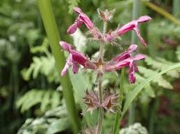 Attēlu rezultāti vaicājumam “Stachys sylvatica flower”