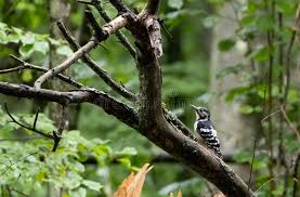 Attēlu rezultāti vaicājumam “Dendrocopos leucotos”