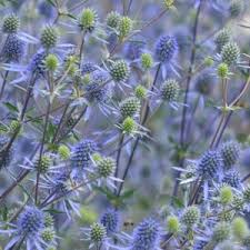 Attēlu rezultāti vaicājumam “Eryngium planum leaf”