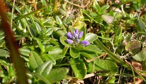 Attēlu rezultāti vaicājumam “Polygala amarella leaf”