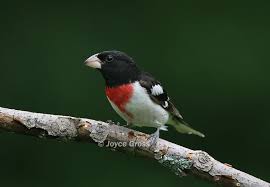 Image result for Pheucticus ludovicianus