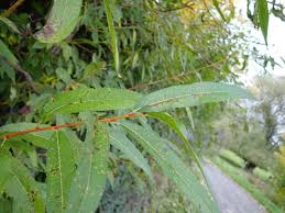 Attēlu rezultāti vaicājumam “Salix triandra”