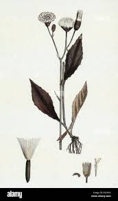 Attēlu rezultāti vaicājumam “Crepis paludosa flower”