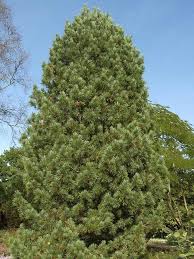 Attēlu rezultāti vaicājumam “Pinus sibirica”