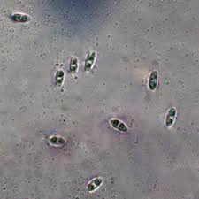 Attēlu rezultāti vaicājumam “Chlorencoelia versiformis”