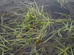 Attēlu rezultāti vaicājumam “Sparganium minimum leaf”