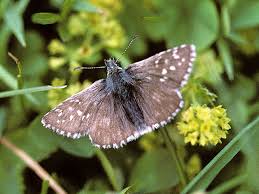 Attēlu rezultāti vaicājumam “Pyrgus serratulae”