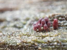 Attēlu rezultāti vaicājumam “Arcyria minuta macro”