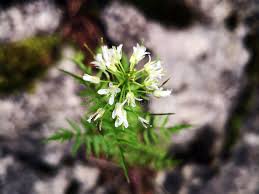 Attēlu rezultāti vaicājumam “Cardamine impatiens flower”