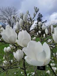 Attēlu rezultāti vaicājumam “Magnolia x soulangeana”