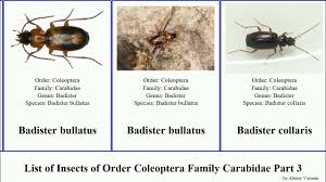 Attēlu rezultāti vaicājumam “Asaphidion pallipes”
