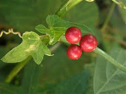 Attēlu rezultāti vaicājumam “Bryonia alba fruit”