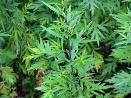 Image result for Artemisia vulgaris