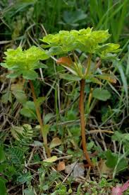 Attēlu rezultāti vaicājumam “Euphorbia helioscopia”