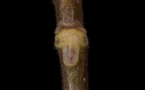 Attēlu rezultāti vaicājumam “Juglans cinerea leaf”