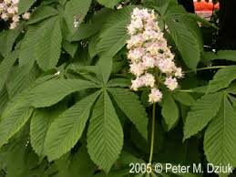Attēlu rezultāti vaicājumam “Aesculus hippocastanum”