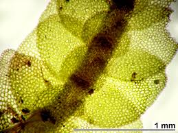 Attēlu rezultāti vaicājumam “Calypogeia neesiana”