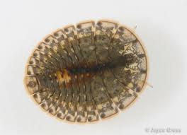 Attēlu rezultāti vaicājumam “Leiodidae larva”