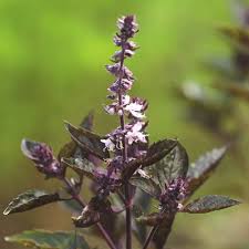 Attēlu rezultāti vaicājumam “Ocimum basilicum flower”