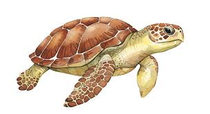 Image result for Caretta caretta