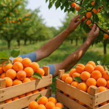 Attēlu rezultāti vaicājumam “Prunus domestica subsp. insitita fruit”