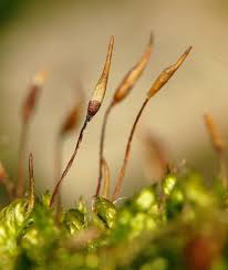 Attēlu rezultāti vaicājumam “Pylaisia polyantha”