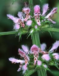 Attēlu rezultāti vaicājumam “Leonurus cardiaca flower”
