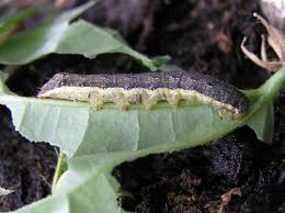 Attēlu rezultāti vaicājumam “Mamestra brassicae larva”