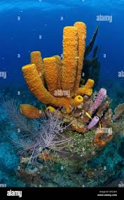 Attēlu rezultāti vaicājumam “Tubifera applanata”