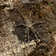 Attēlu rezultāti vaicājumam “Philodromus margaritatus”