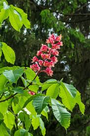 Attēlu rezultāti vaicājumam “Aesculus x hybrida leaf”